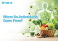 Where Does Antioxidant Protection Come From?